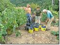 vendange 2005 12